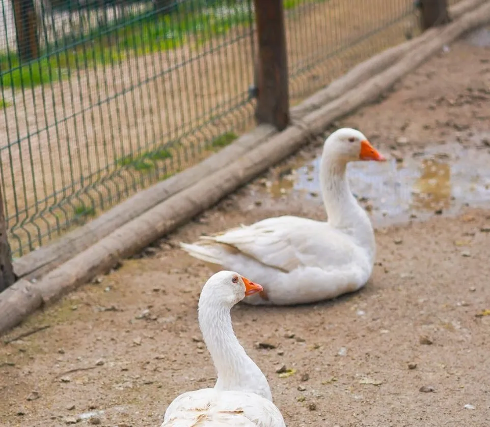 fattoria didattica per bambini