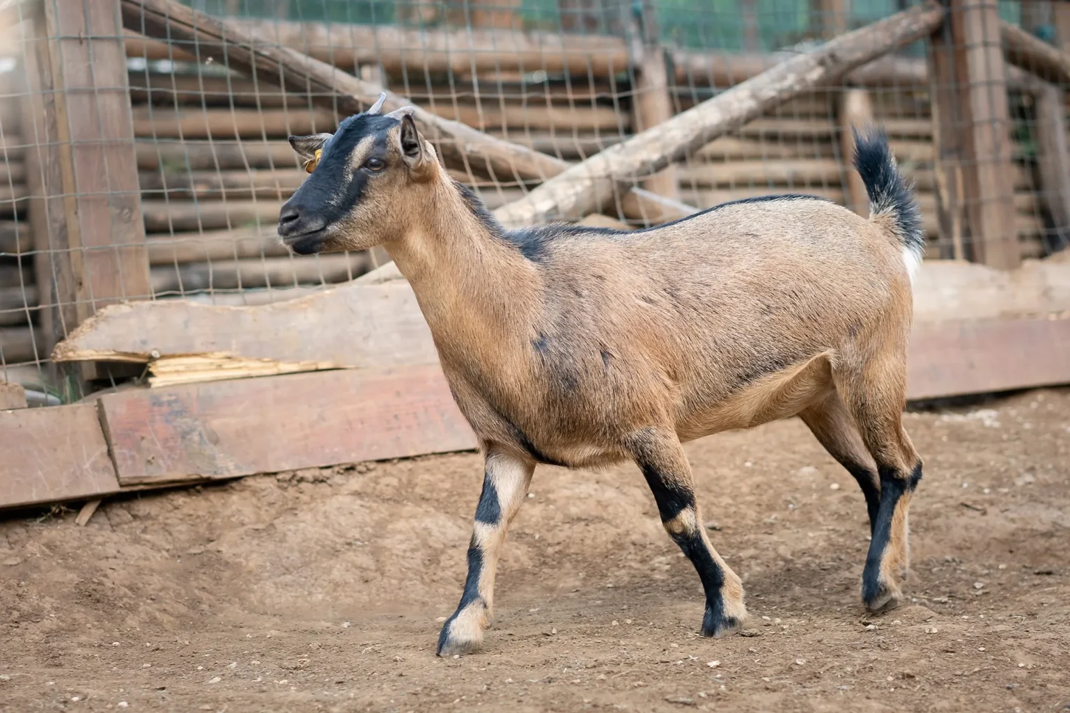 fattoria didattica roma